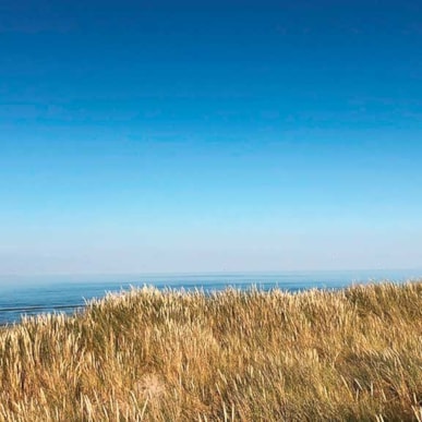 Fiskepladser ved Professorens Plantage
