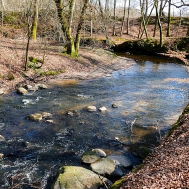 Sæbygård Skov