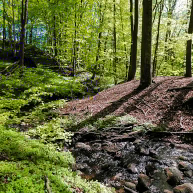 Gybels Plantage - Sæby