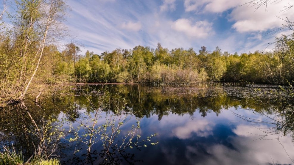 Aalbæk Klitplantage