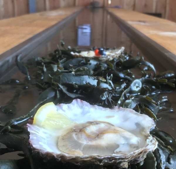  Danish Oyster Bar - Glyngøre Shellfish