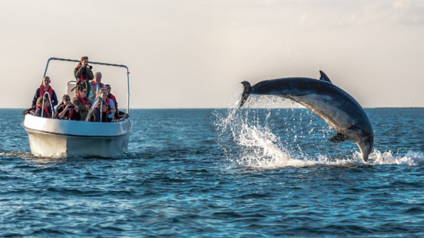  Delfin-Safari mit Jyllandsakvariet - Ortsbezogene Geschichten