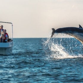 Delfinsafari med Jyllandsakvariet - Lokale Fortællinger