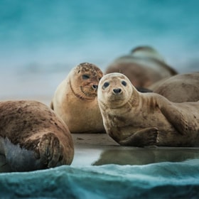 Seal Safari with Jyllandsakvariet - Local Stories