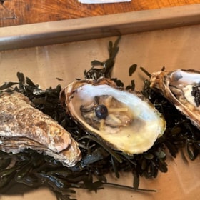 Austernbar - Glyngøre Shellfish