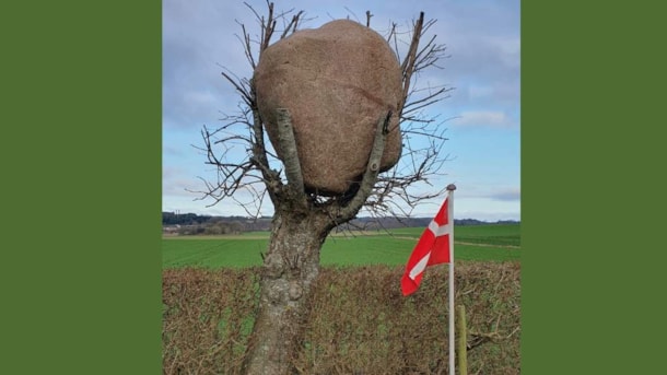 Stenen i Træet - Limfjordsfortællinger