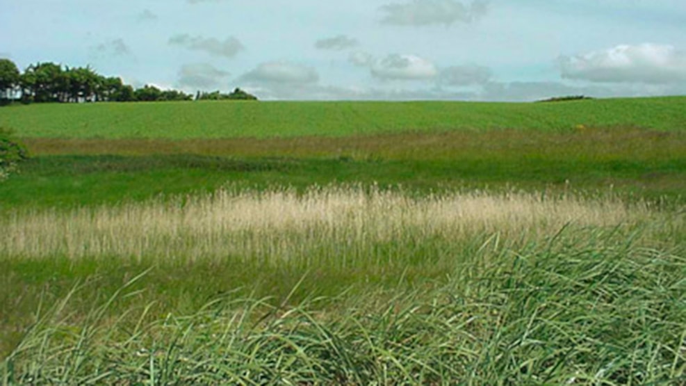 Spring of St. Mauritius - Thyholm