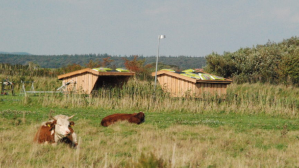 Shelter: Hjortø