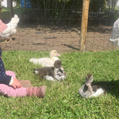 Besøgsbondegård og legeplads Nørregårdsminde