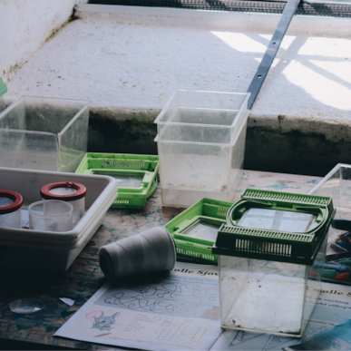 Find Haletudsen at Egebjerg