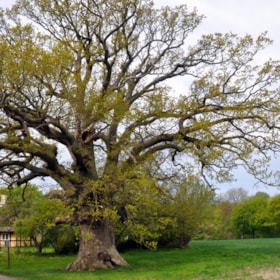 Guidet cykeltur: Historien om Tåsinges store berømte træer