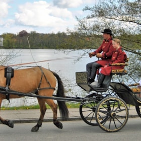 Equifree Horse wagon rides