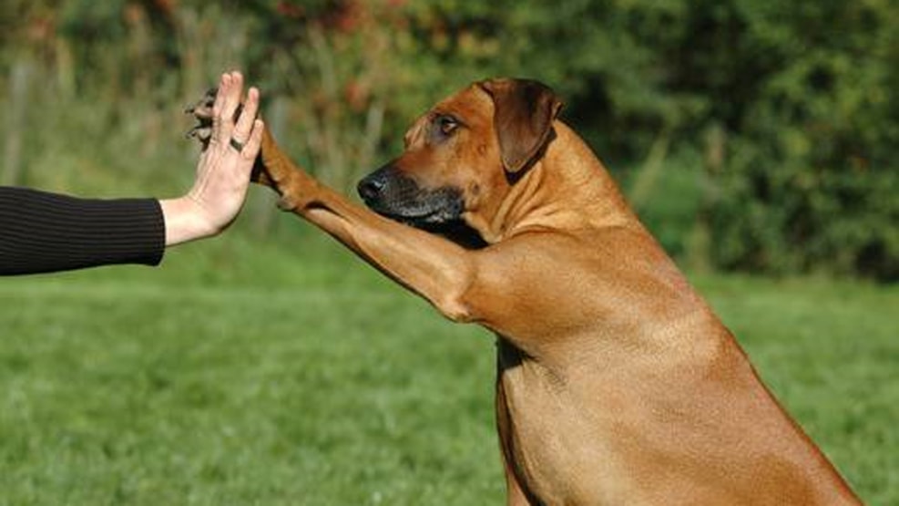 Kær Hundepark