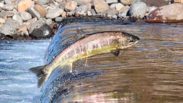 Salmon in the Western Baltic Sea