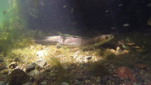 Eel in the Western Baltic Sea