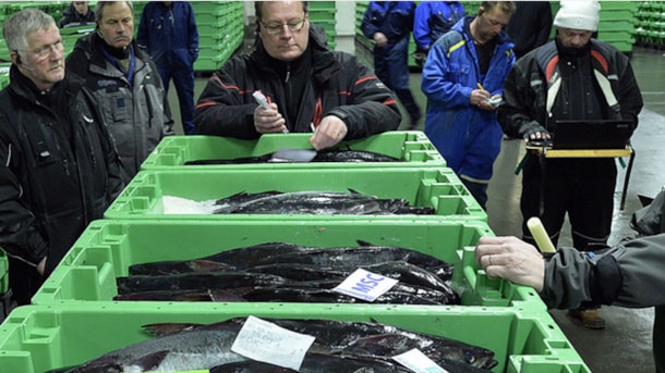 Hanstholm Fish Auction