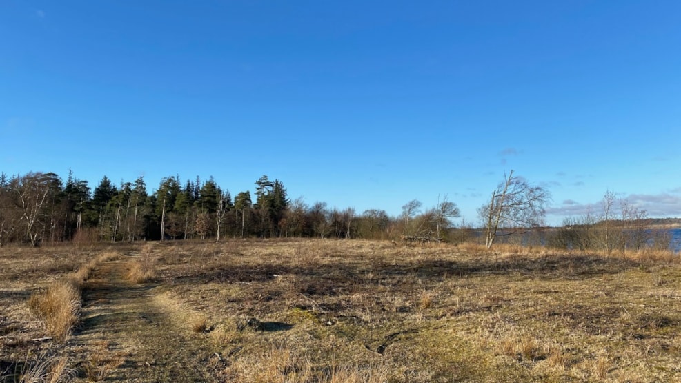 Blue Heart Trail in the dune plantations by lake Vandet Sø