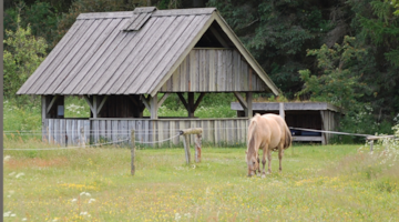 Lærkely - hestehotel og sheltercamp i Nationalpark Thy