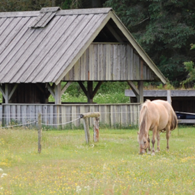 Lærkely - hestehotel og sheltercamp i Nationalpark Thy