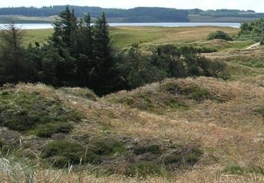 Tved Dune Plantation in Thy National Park