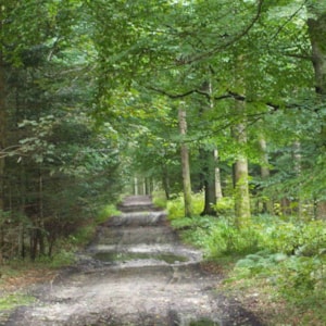 Eshøj Plantation - Forest and Woods