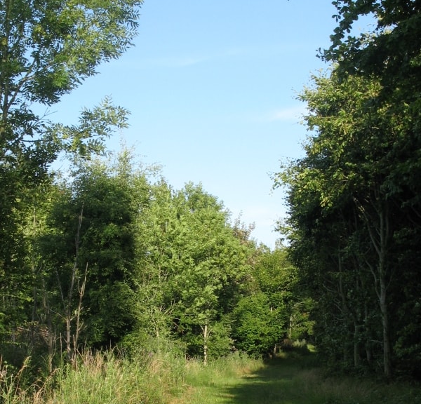 Walking Route 1,1 km: Sundhedssporet i Humble Byskov