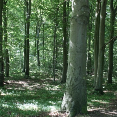 Konabbe Wald