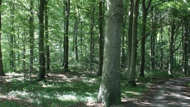 Konabbe Wood