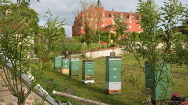 Besucher Imkerei - Langeland Bienenzuchtverband
