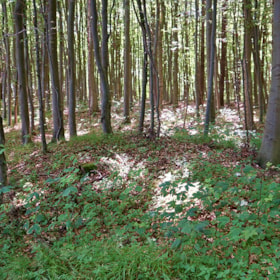 Kleine Hügelgraber im Stengade-Wald