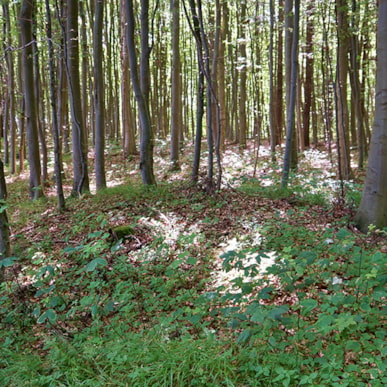 Kleine Hügelgraber im Stengade-Wald