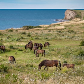 Gåtur: Blandt de vilde heste på Sydlangeland