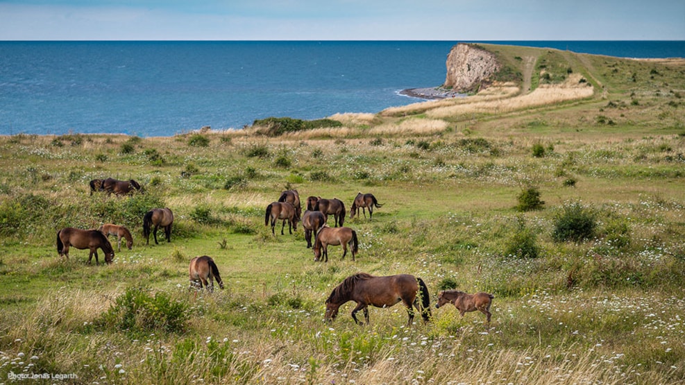 The Wild Horses - Gulstav Mose