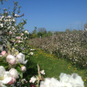 Visit Strynø fruit orchard