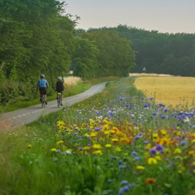Cykelrute 80-81 på Nordlangeland