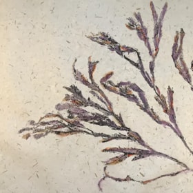 Fischdruck mit MOMLIS – kostenlos