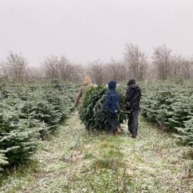 Christmas Tree Farm on Langeland