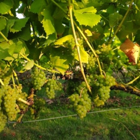 Vingaarden i Tranekær – lokal vinsmagning