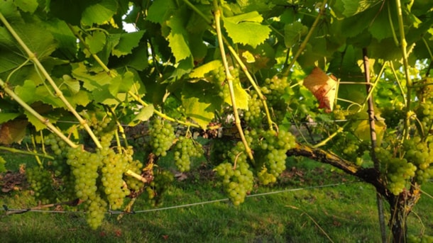 The vineyard in Tranekær – local wine tasting