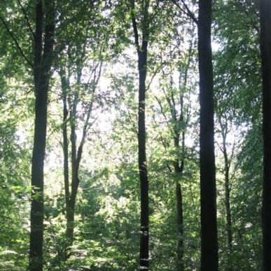 Geopark: Longelse Bondegårdsskov 