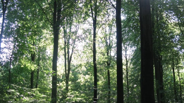 Longelse Bondegårdsskov