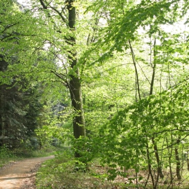 Ganggrab im Skovtofte-Wald 