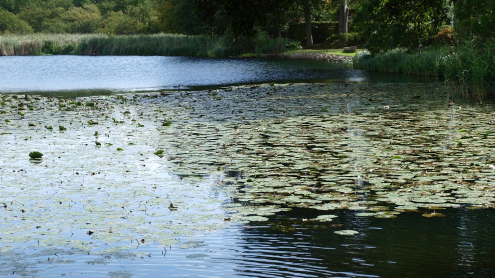 Fishing lake at Faaborgvej