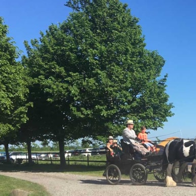 [DELETED]  Horse-drawn carriage ride at Øbjerggaard