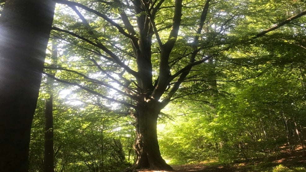 Vissenbjerg Bakker/Vissenbjerg Hills