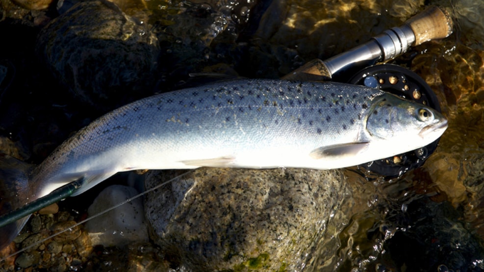 Fishing spot - Bågø