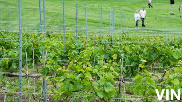 [DELETED] Agger Vin - vineyard