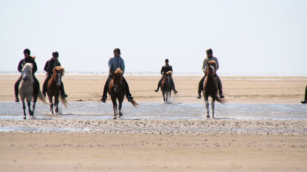 Hotel Kommandørgården - Rømø - Icelandic Horses Center