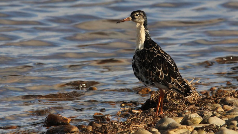 Birdwatching.dk