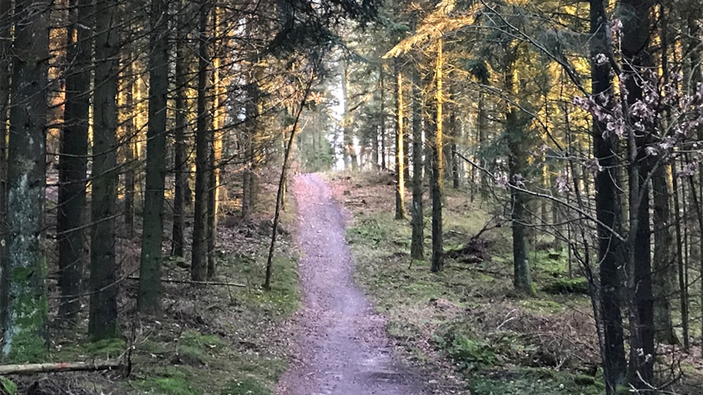 MTB-track in Hundsbæk Plantage